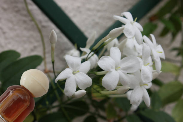 Jasmine air fresheners 